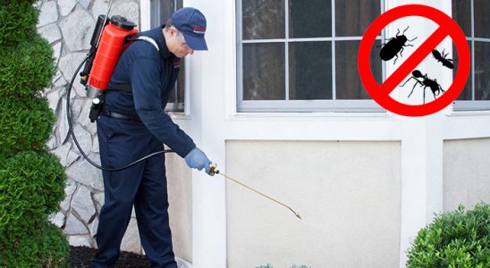 Küçükyalı Karınca İlaçlama böcek ilaçlama ve haşere kontrolü — ilaclama-tr.com